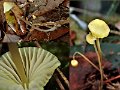 Mycena citrinomarginata-amf1305